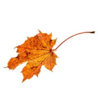 leaf